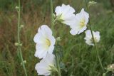 Alcea nudiflora. Стебли с цветками и бутонами. Восточно-Казахстанская обл., Глубоковский р-н, окр. с. Бобровка. 31.07.2012.