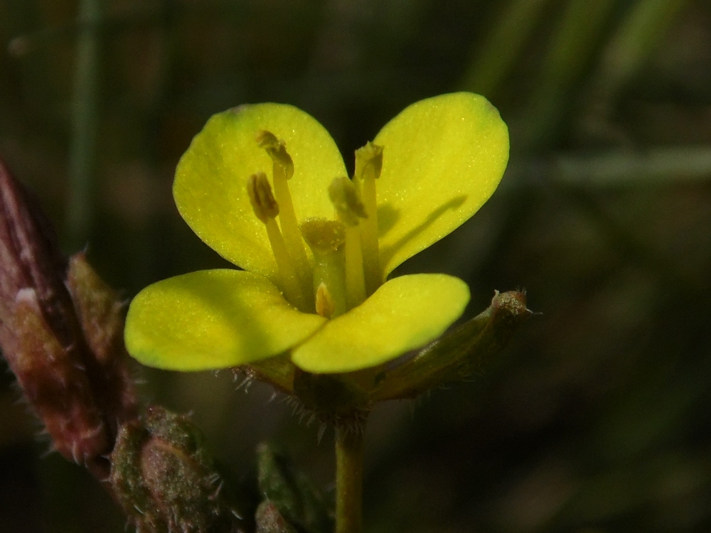 Изображение особи Diplotaxis muralis.