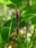 Carex montana