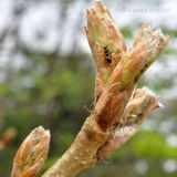 Quercus dentata. Верхушка побега с раскрывающимися почками. Приморский край, Уссурийский гор. округ, Горнотаёжный дендрарий ДВО РАН. 02.05.2014.