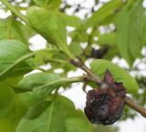 Diospyros lotus. Часть ветки с прошлогодним засохшим плодом. Германия, г. Дюссельдорф, Ботанический сад университета. 28.04.2014.