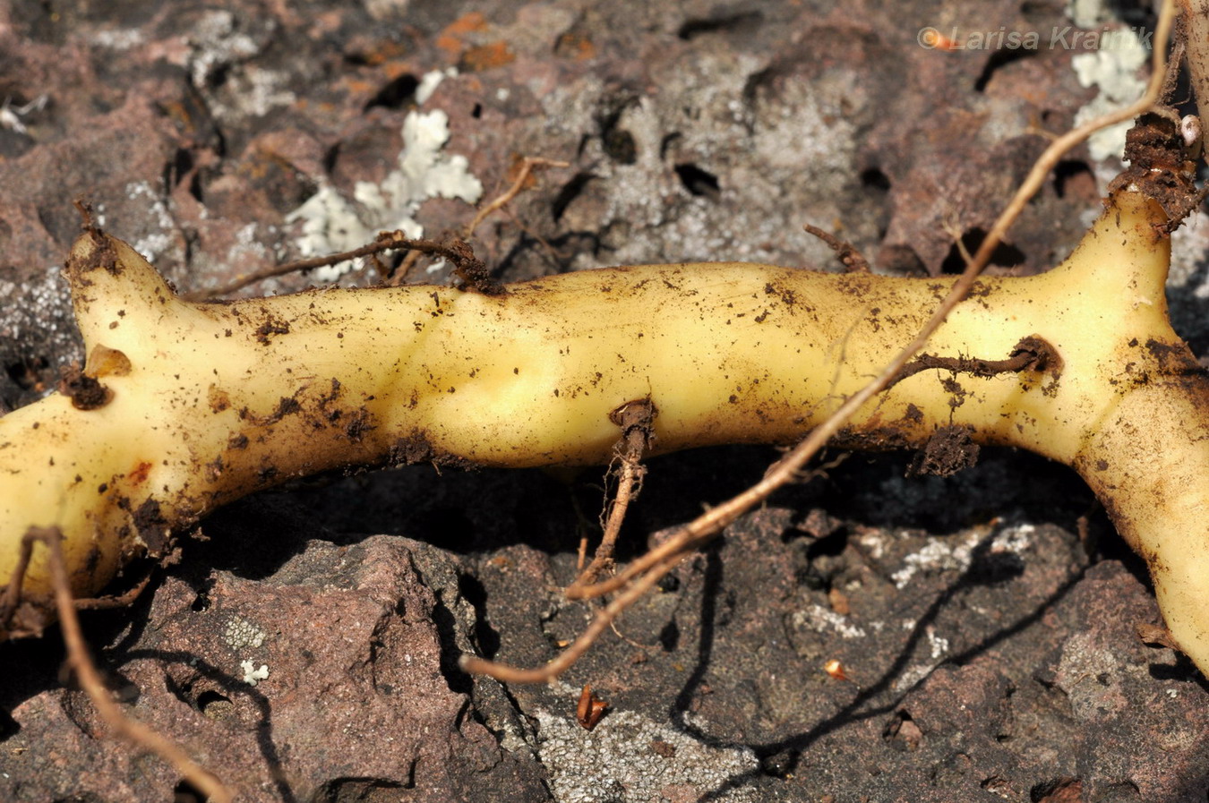 Image of Dioscorea nipponica specimen.