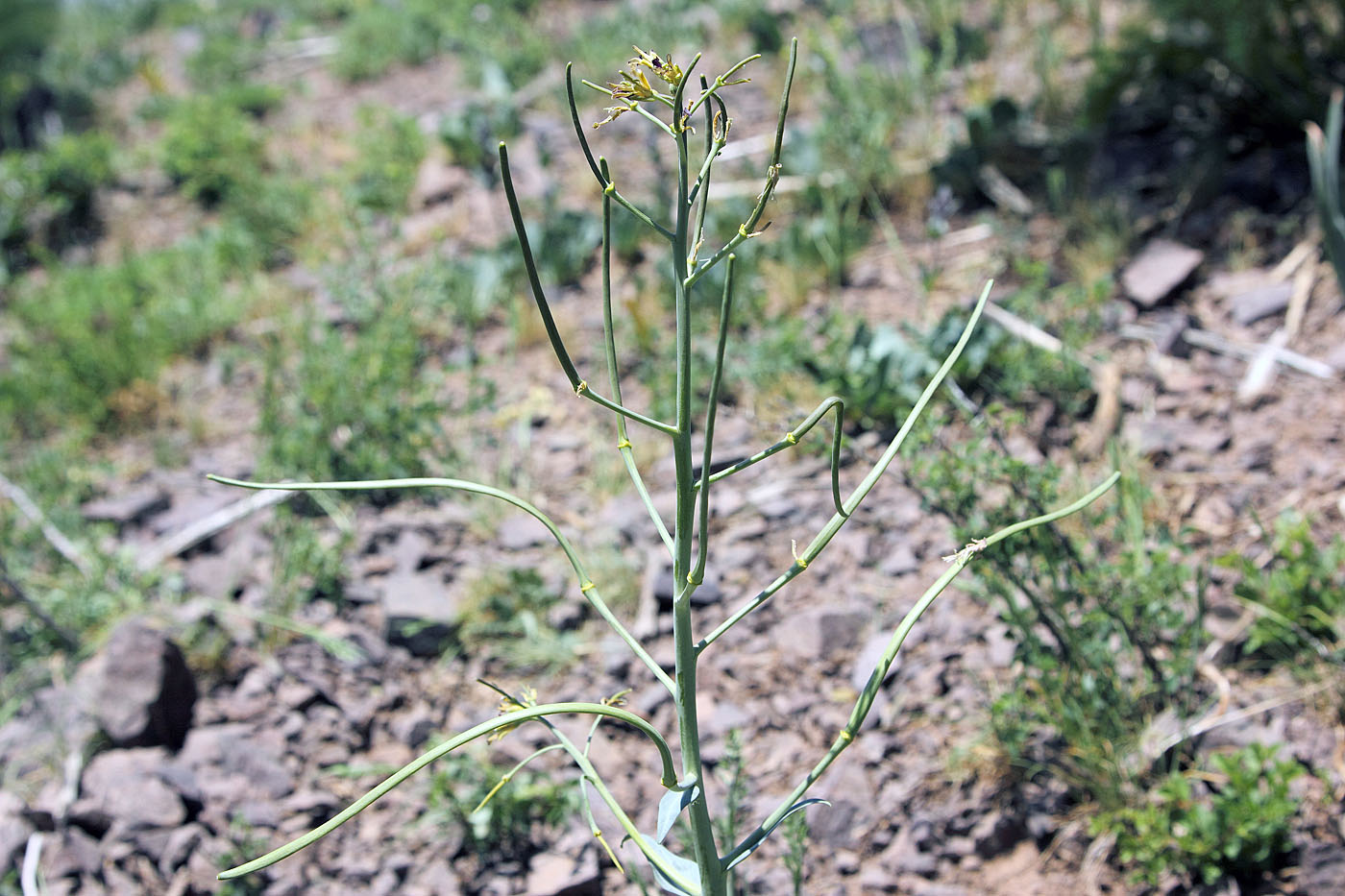 Изображение особи Chalcanthus renifolius.