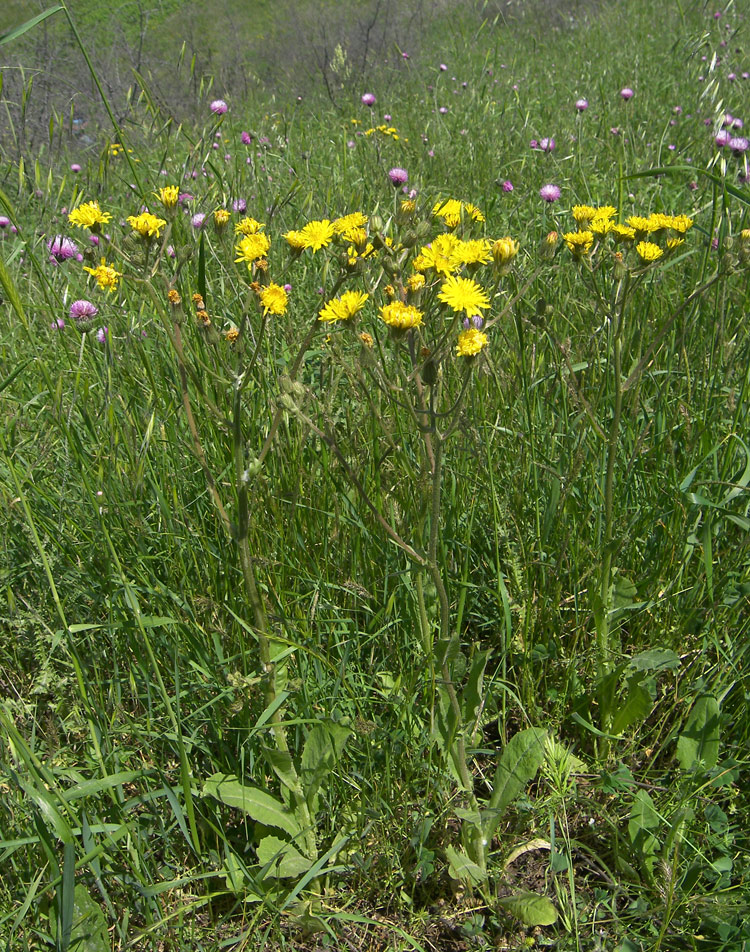 Изображение особи Crepis marschallii.