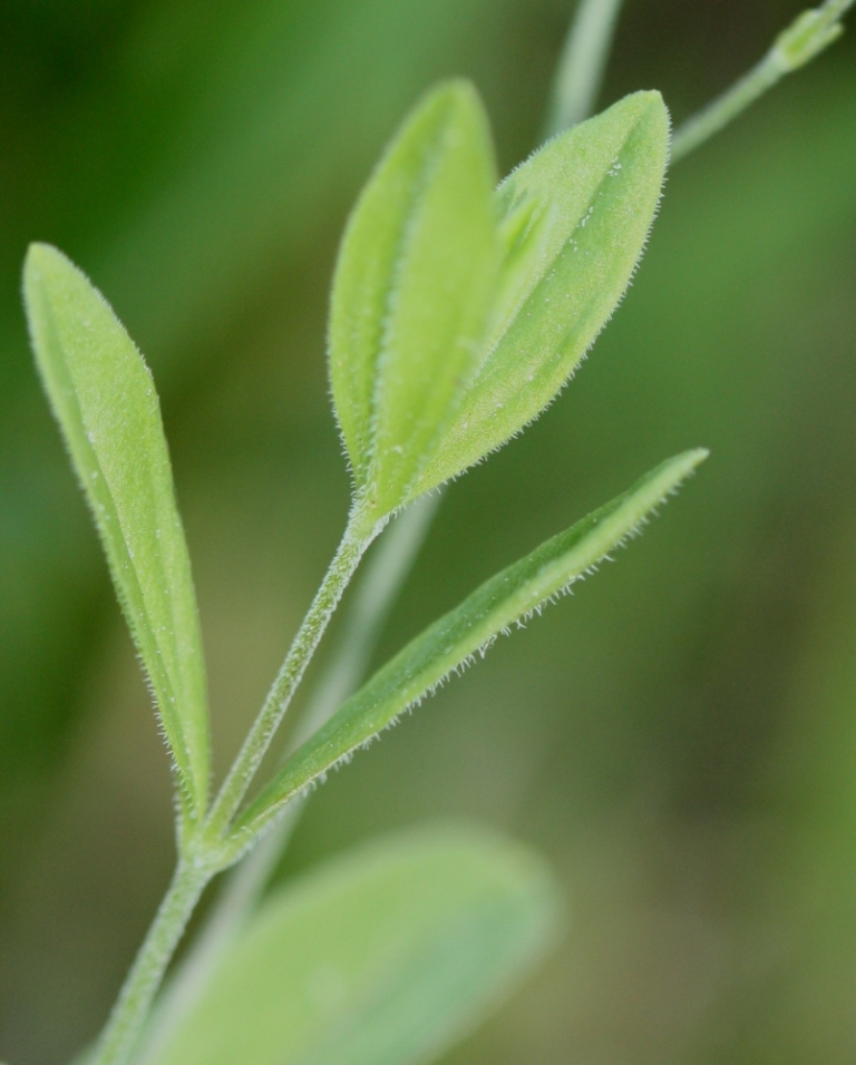 Изображение особи Moehringia lateriflora.