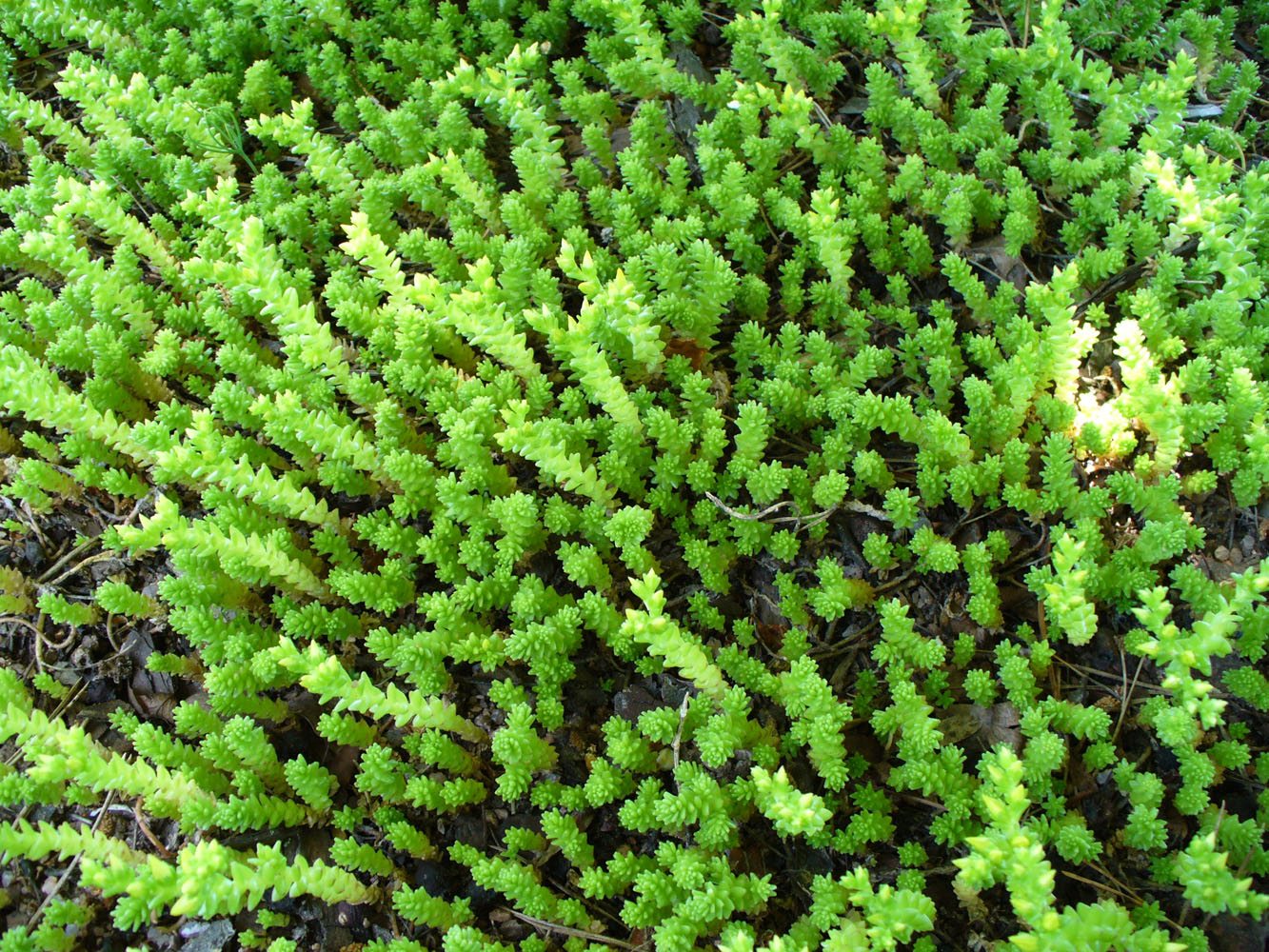 Image of Sedum sexangulare specimen.