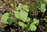 Malva trimestris