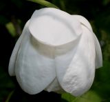 Magnolia sieboldii. Цветок. Германия, г. Дюссельдорф, Ботанический сад университета. 02.06.2014.