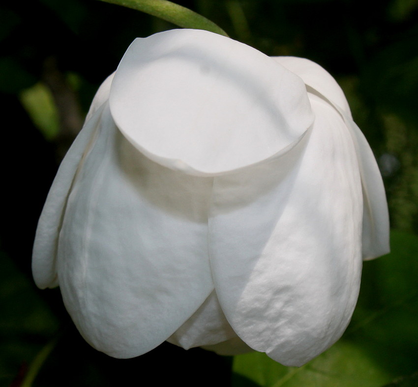 Image of Magnolia sieboldii specimen.