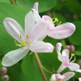 Lonicera tatarica