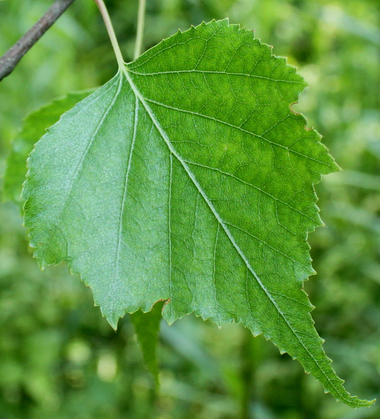 Image of Betula populifolia specimen.