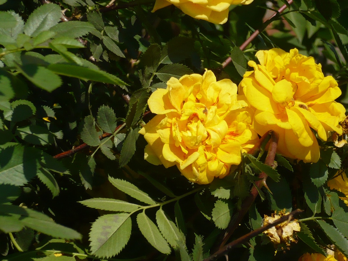 Image of Rosa foetida specimen.