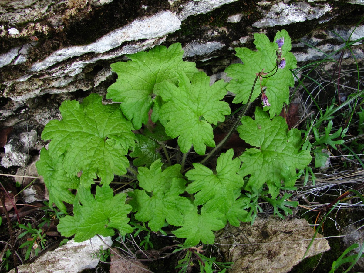 Image of Cortusa matthioli specimen.