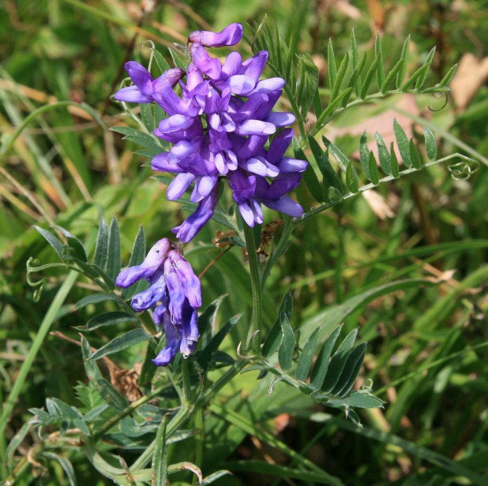 Изображение особи Vicia grossheimii.