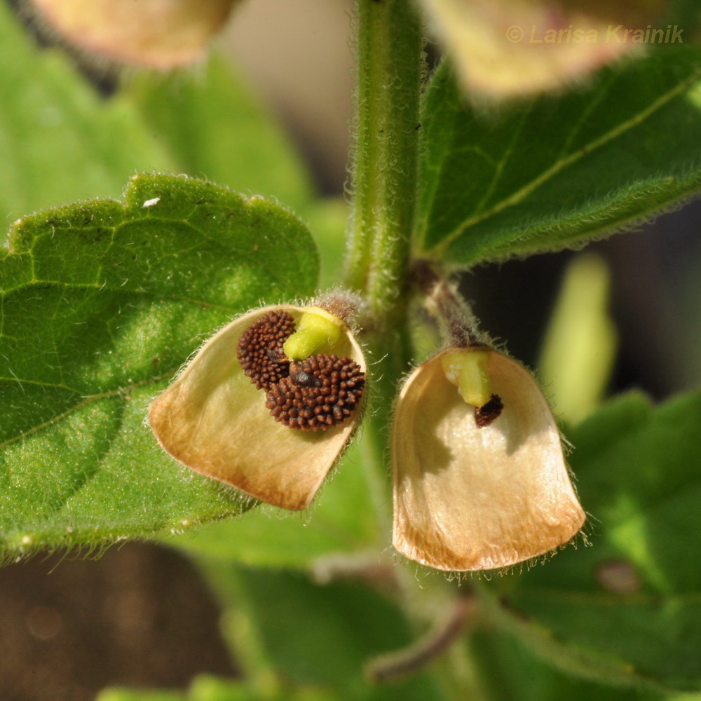 Image of Scutellaria krasevii specimen.