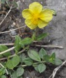 Helianthemum alpestre