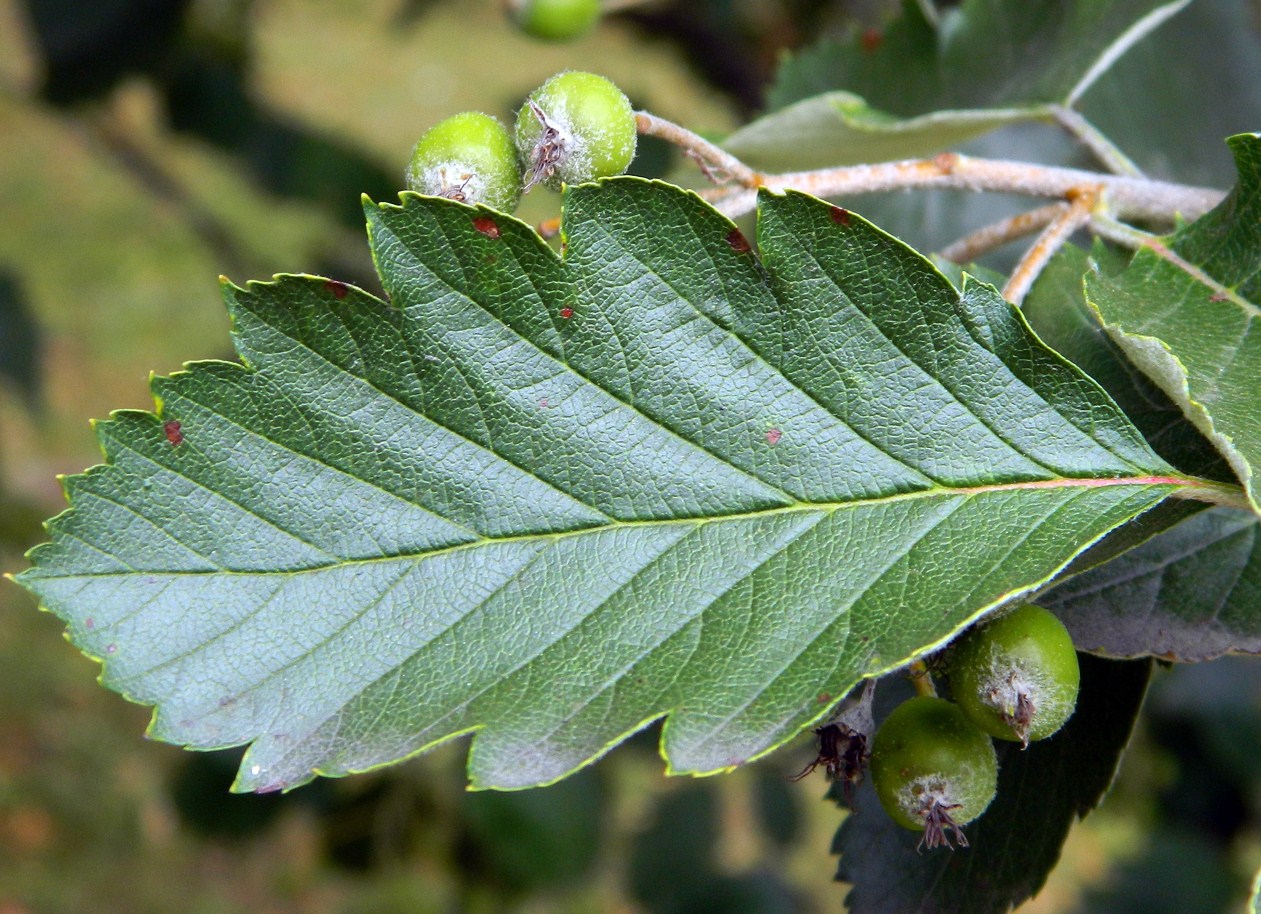 Изображение особи Sorbus intermedia.