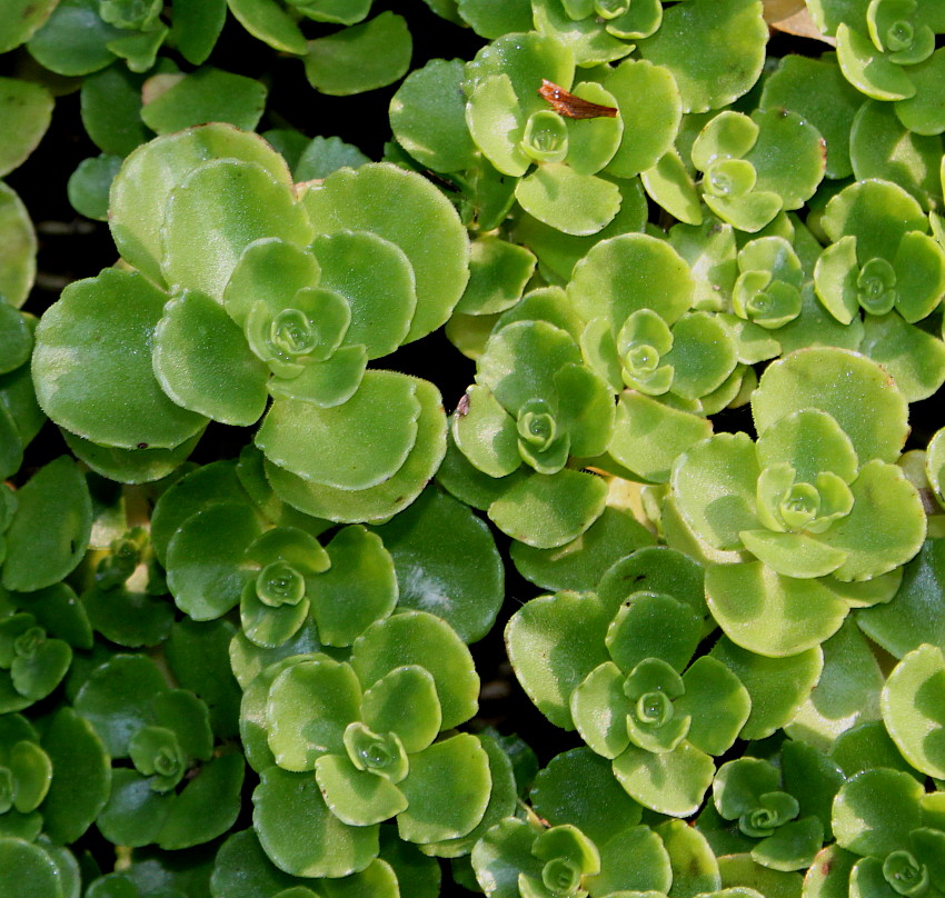 Image of Sedum spurium specimen.