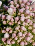 genus Valeriana. Часть соцветия с бутонами. Германия, г. Дюссельдорф, Ботанический сад университета. 03.06.2014.
