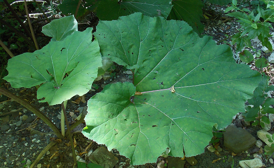 Изображение особи Petasites hybridus.