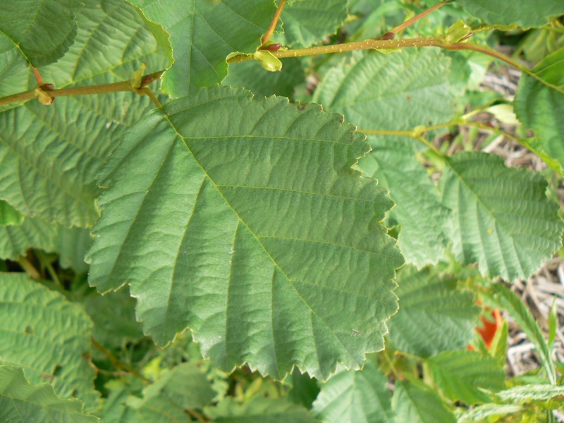 Image of Alnus &times; pubescens specimen.