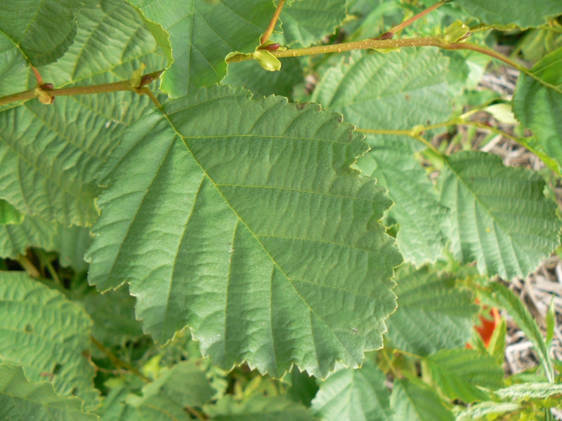 Image of Alnus &times; pubescens specimen.