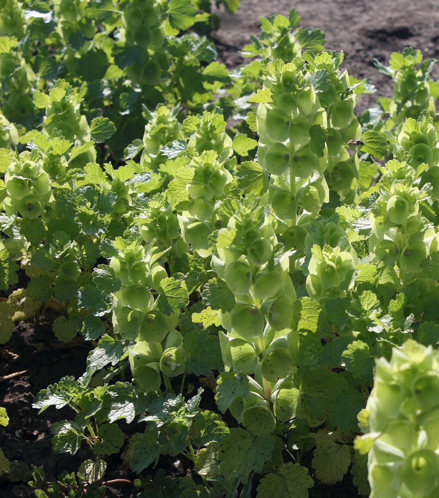 Изображение особи Moluccella laevis.