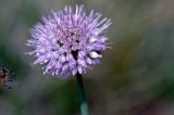 Allium carolinianum