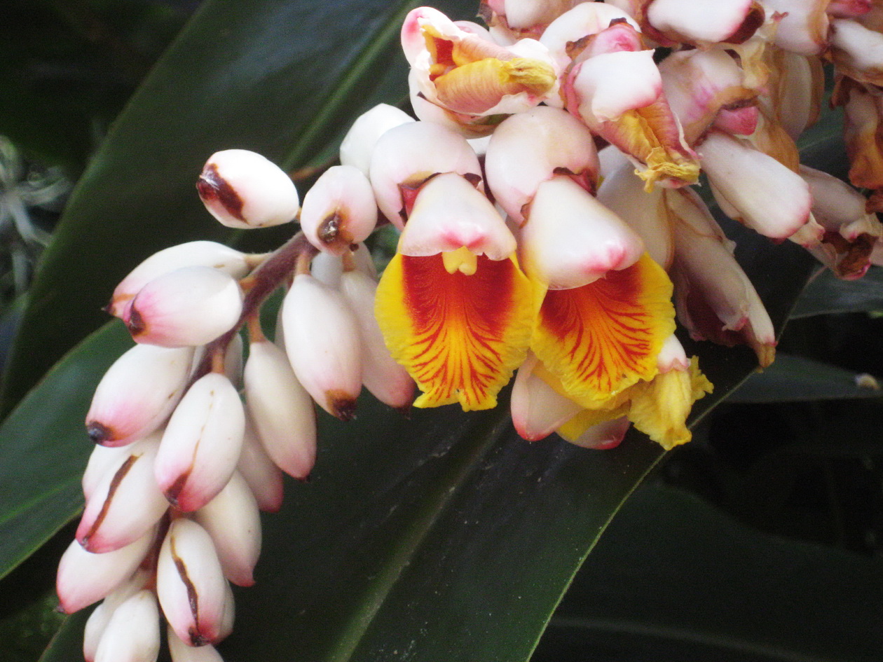 Image of Alpinia zerumbet specimen.