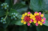 Lantana camara