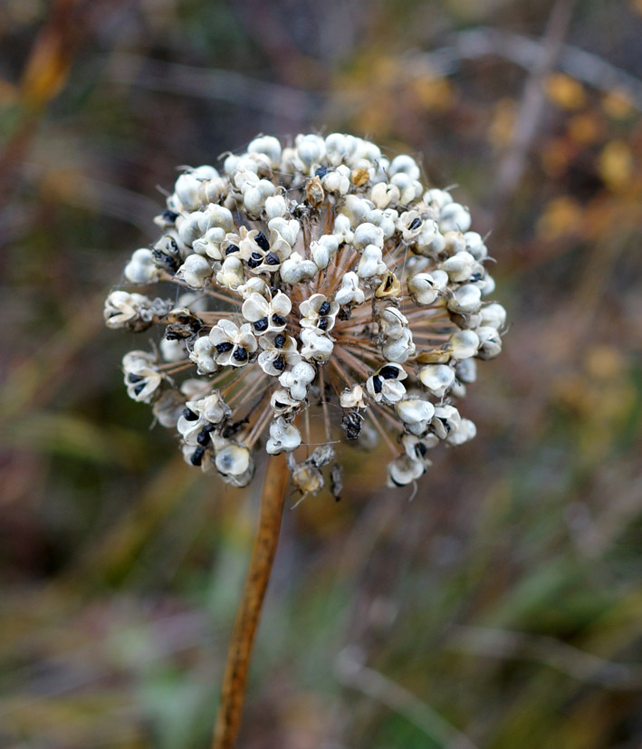 Image of Allium senescens specimen.