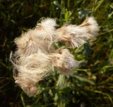 Cirsium setosum. Соплодия. Волгоградская обл., Николаевский р-н, г. Николаевск. Прибрежный участок (склон берега, береговая терраса) р. Волга. 27.09.2014.я.