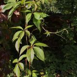 Parthenocissus quinquefolia. Побеги. Старый Петергоф, парк \"Сергиевка\", конец сентября.