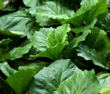 Bergenia crassifolia. Молодые листья. Московская обл., Раменский р-н, окр. дер. Хрипань, садовый участок. 16.08.2014.