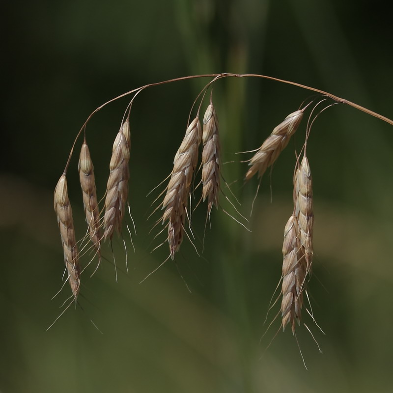 Изображение особи Bromus squarrosus.