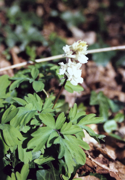 Image of Corydalis cava specimen.