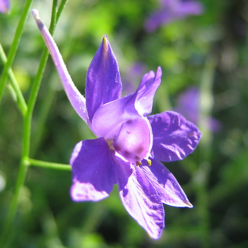 Image of Delphinium consolida specimen.