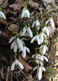 Galanthus woronowii