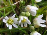 Erophila praecox