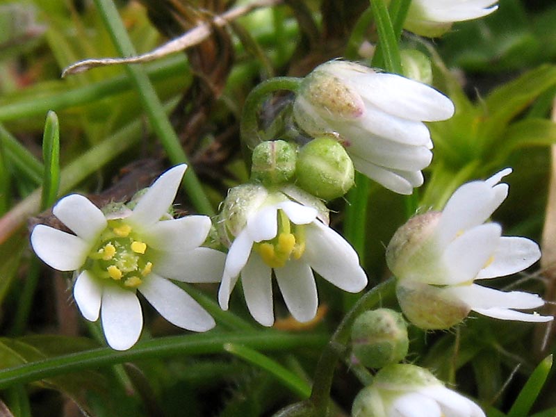 Изображение особи Erophila praecox.