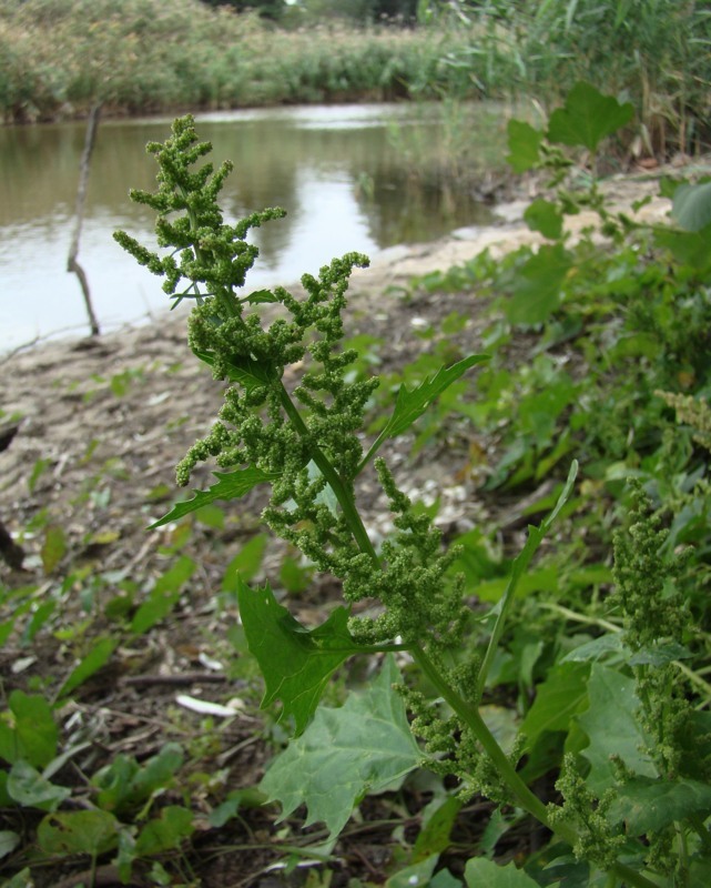 Изображение особи Oxybasis chenopodioides.