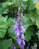 Campanula rapunculoides