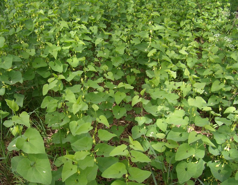 Image of Aristolochia clematitis specimen.