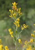 Genista tinctoria. Ветвь соцветия. Белгородская обл., окр. пос. Борисовка. 30.06.2009.