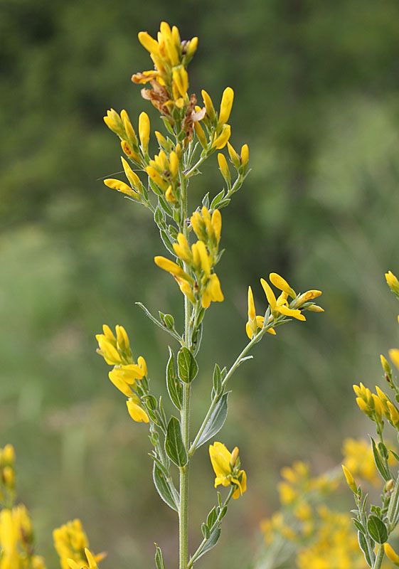 Изображение особи Genista tinctoria.