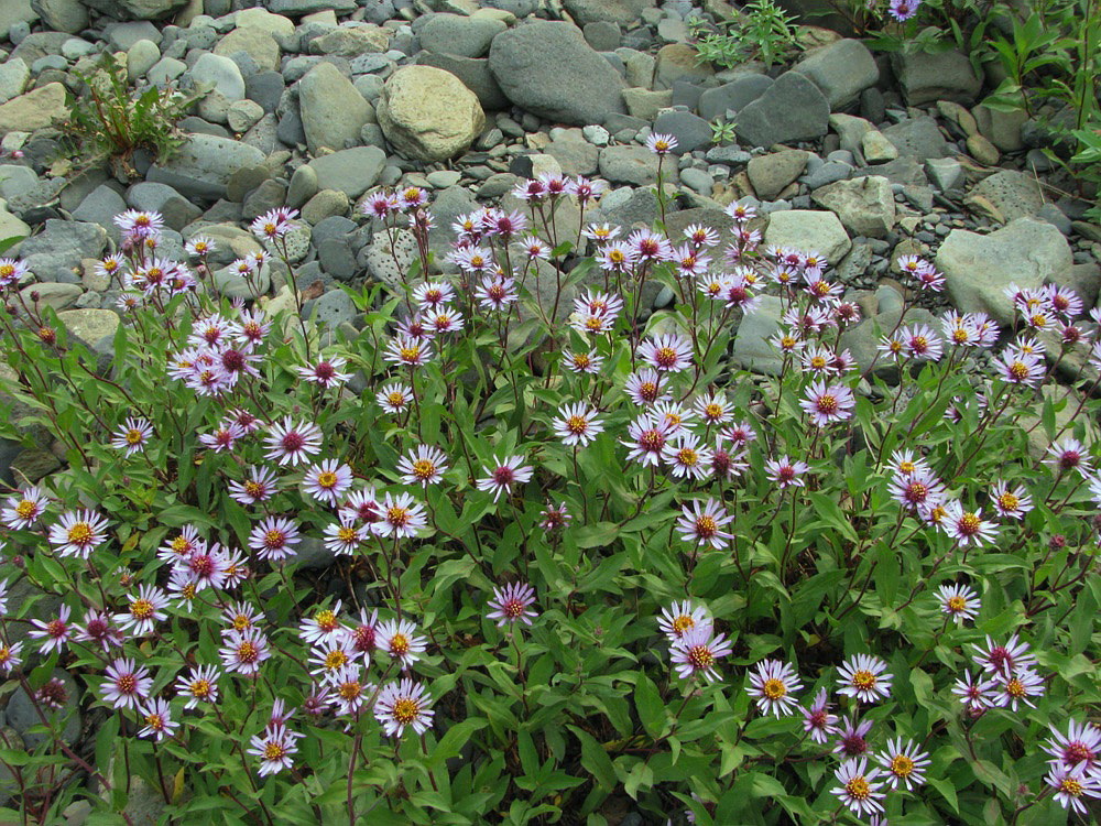 Image of Aster sibiricus specimen.