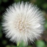 genus Sonchus