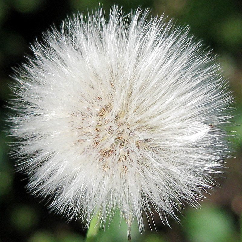 Image of genus Sonchus specimen.