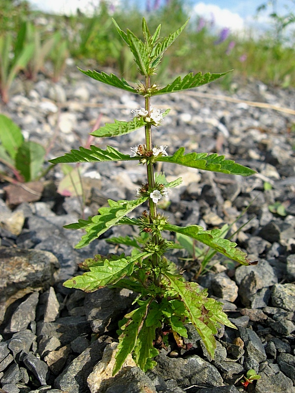 Изображение особи Lycopus europaeus.