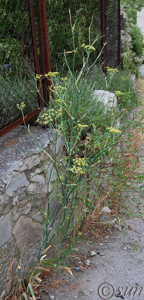 Image of Foeniculum vulgare specimen.